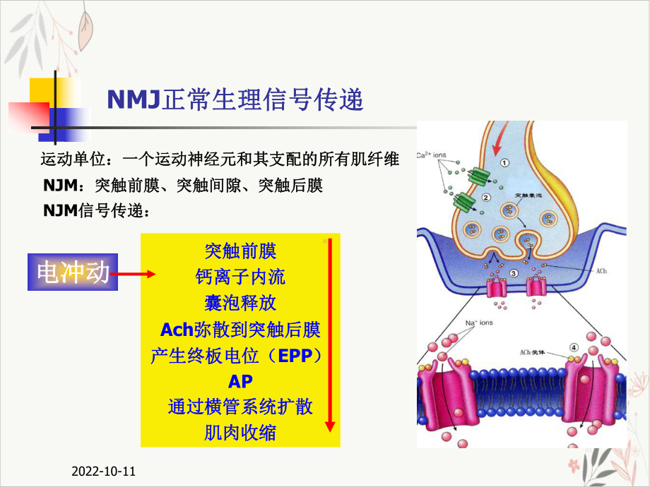 神经系统主要疾病的临床用药课件.pptx_第3页