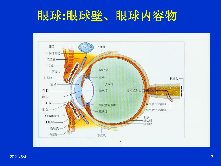 眼科学基础知识课件2.ppt_第3页