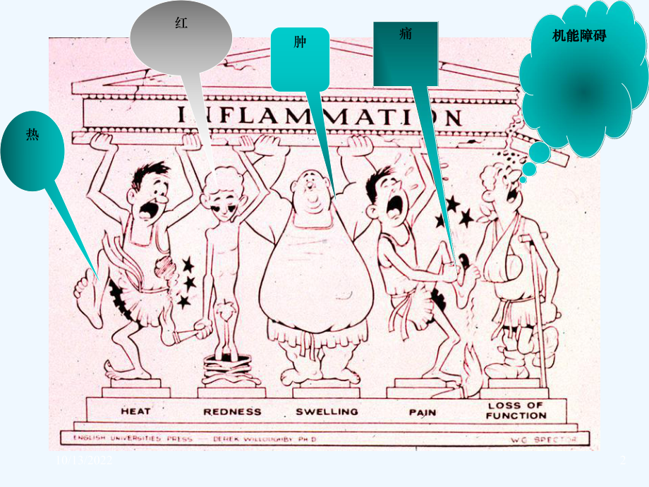 4章-炎症病理学基础教学课件.ppt_第2页