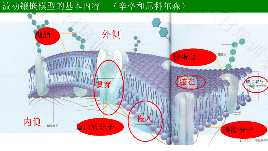 (新教材)高中生物《细胞器之间的分工合作》优质课件人教版1.ppt_第1页