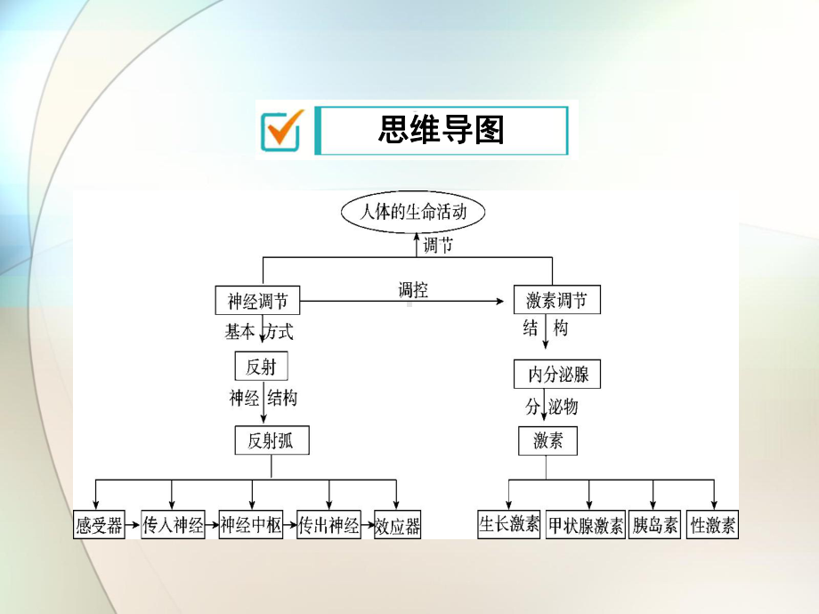 神经调节与激素调节参考课件.ppt_第3页