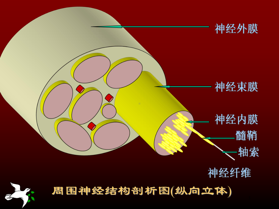 神经传导功能检测在临床的应用培训课件.ppt_第3页