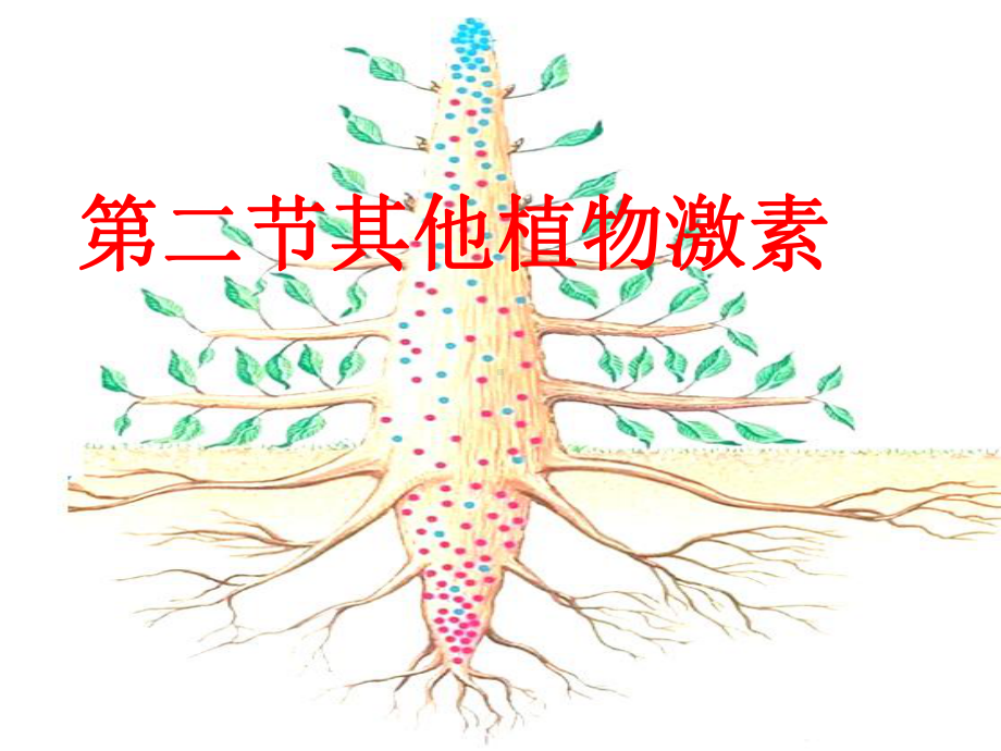 (新教材)其他植物激素课件人教版1.pptx_第1页