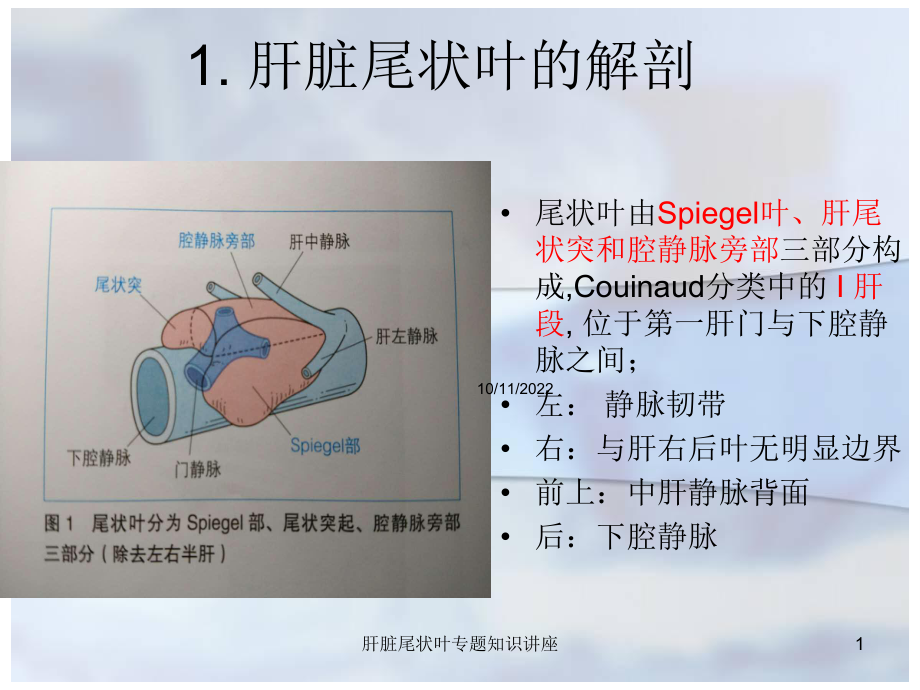 肝脏尾状叶专题知识讲座培训课件.ppt_第1页