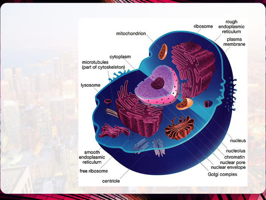 细胞生物学-细胞核与染色体-课件.pptx_第2页