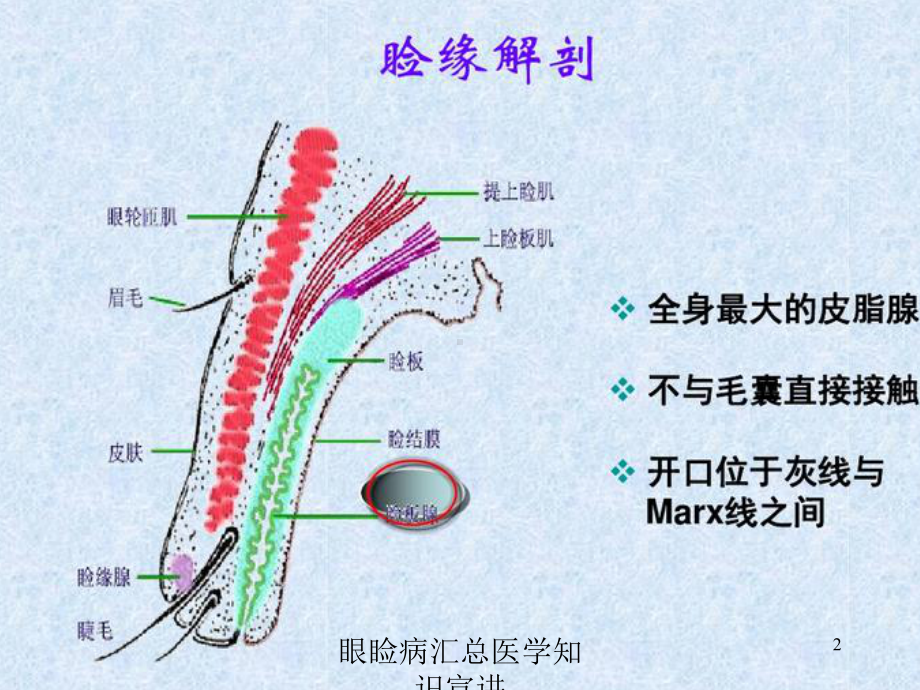 眼睑病汇总医学知识宣讲培训课件.ppt_第2页