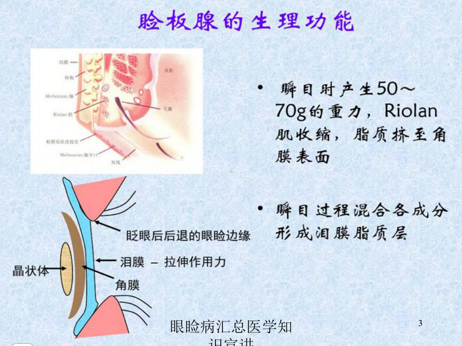 眼睑病汇总医学知识宣讲培训课件.ppt_第3页