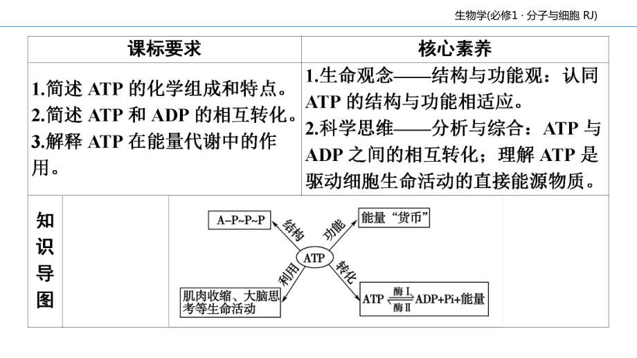 (新教材)细胞的能量“货币”ATP课件人教版1.ppt_第3页