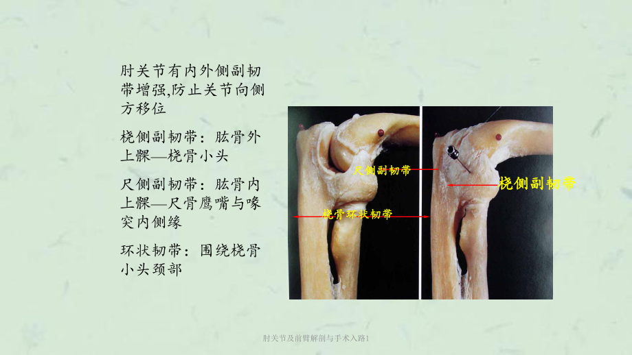 肘关节及前臂解剖与手术入路1课件.ppt_第1页