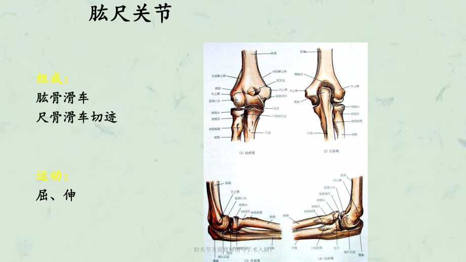 肘关节及前臂解剖与手术入路1课件.ppt_第3页