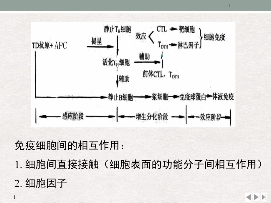 白细胞分化抗原和黏附分子2完美课课件.pptx_第1页