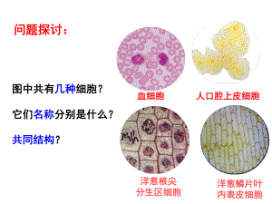 (新教材)高中生物《细胞的多样性和统一性》优秀课件人教版1.ppt