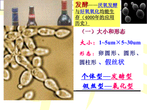 真菌医学知识课件.ppt