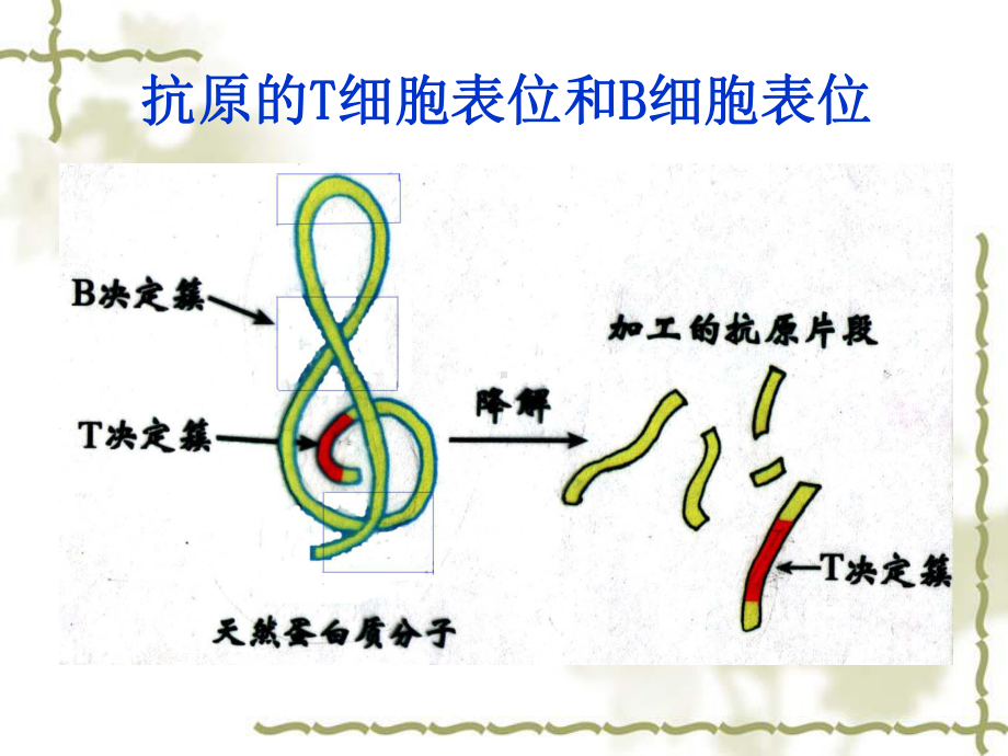 APC及抗原提呈课件.ppt_第2页