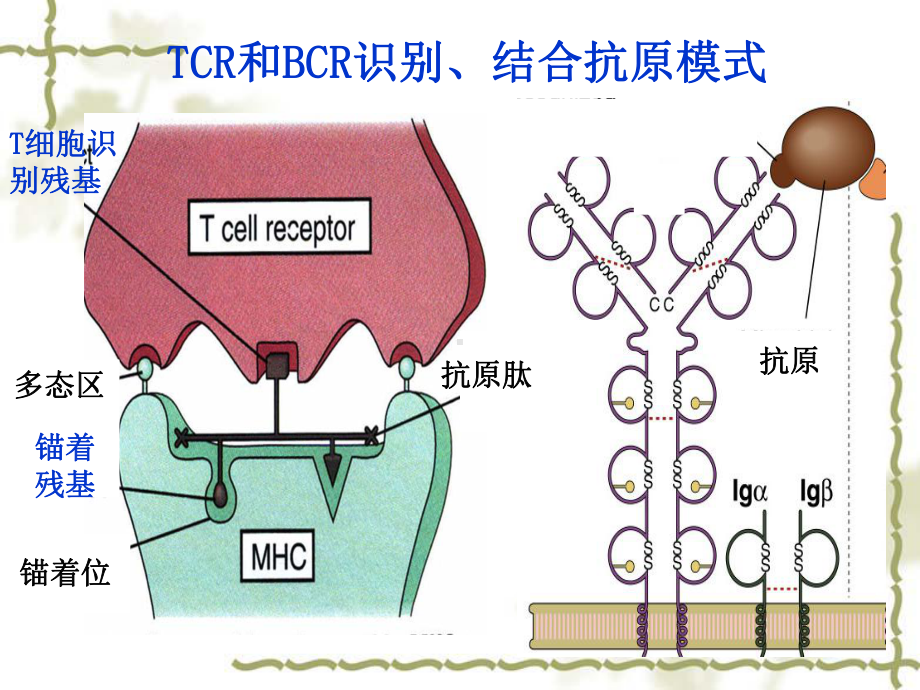 APC及抗原提呈课件.ppt_第3页