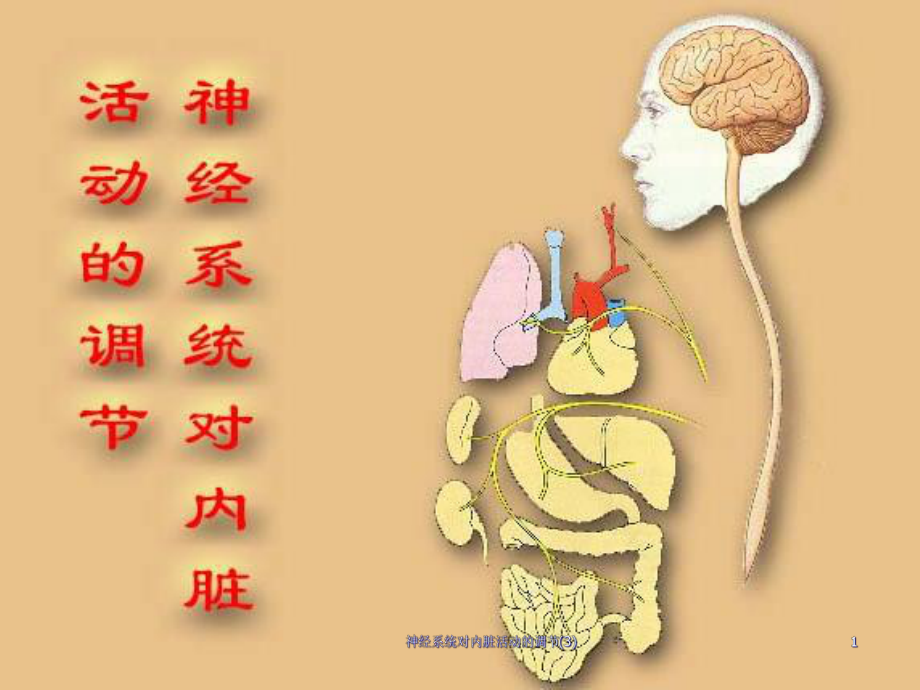 神经系统对内脏活动的调节课件3.ppt_第1页