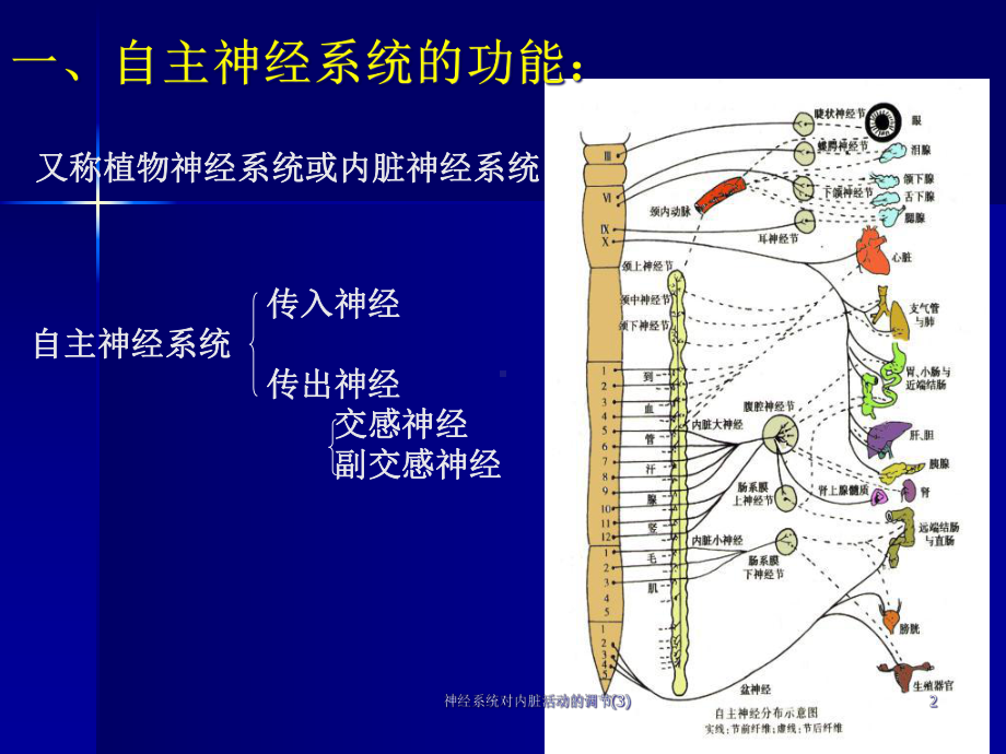 神经系统对内脏活动的调节课件3.ppt_第2页