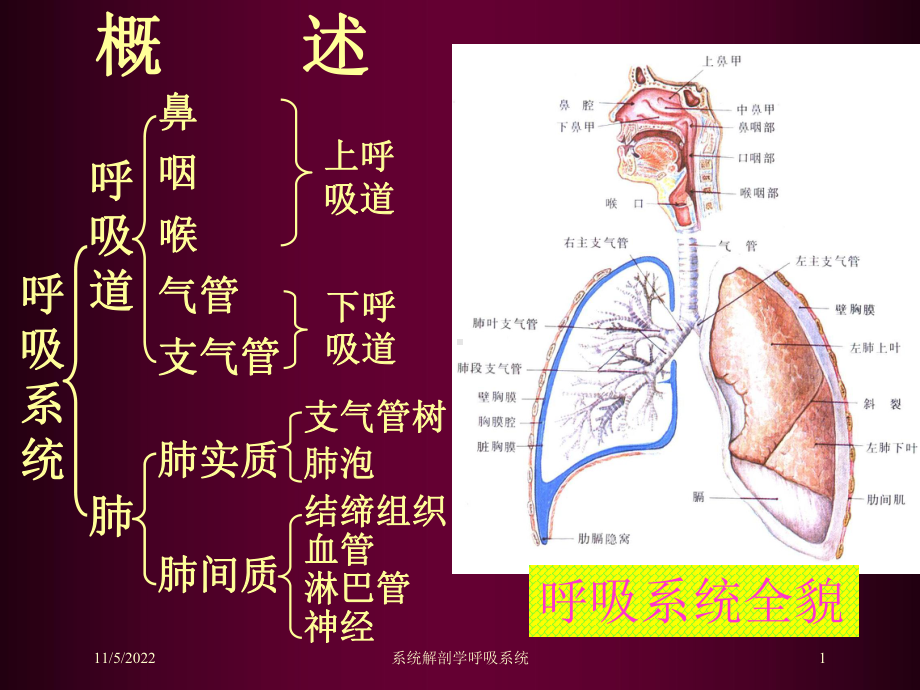 系统解剖学呼吸系统培训课件.ppt_第1页