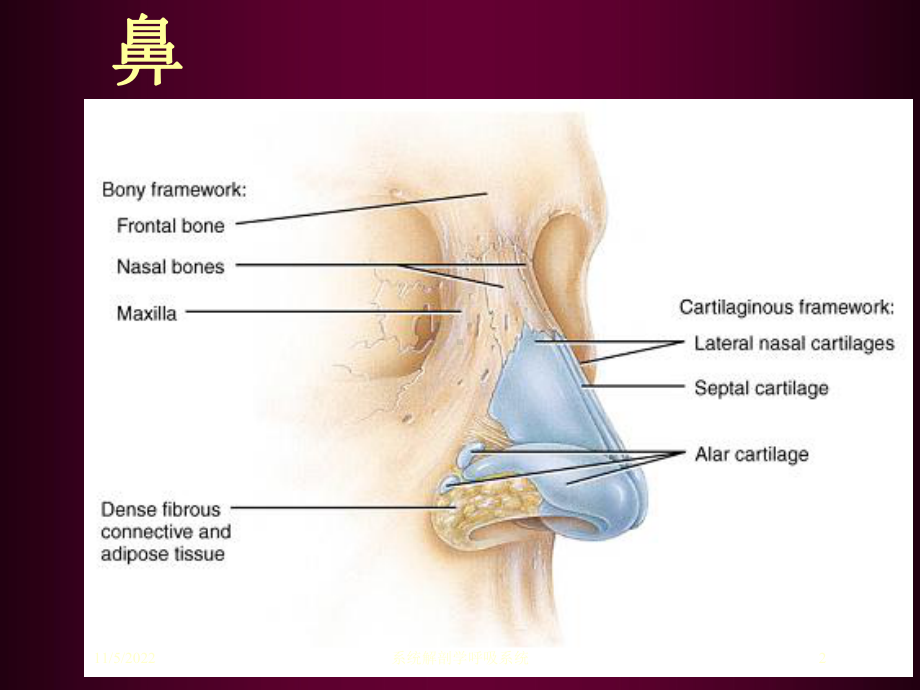 系统解剖学呼吸系统培训课件.ppt_第2页