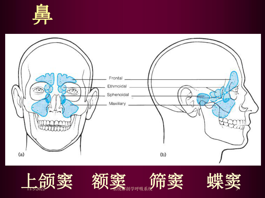 系统解剖学呼吸系统培训课件.ppt_第3页