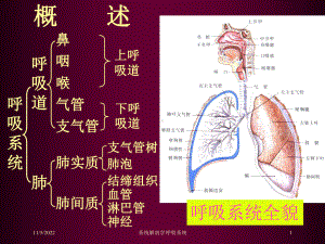 系统解剖学呼吸系统培训课件.ppt