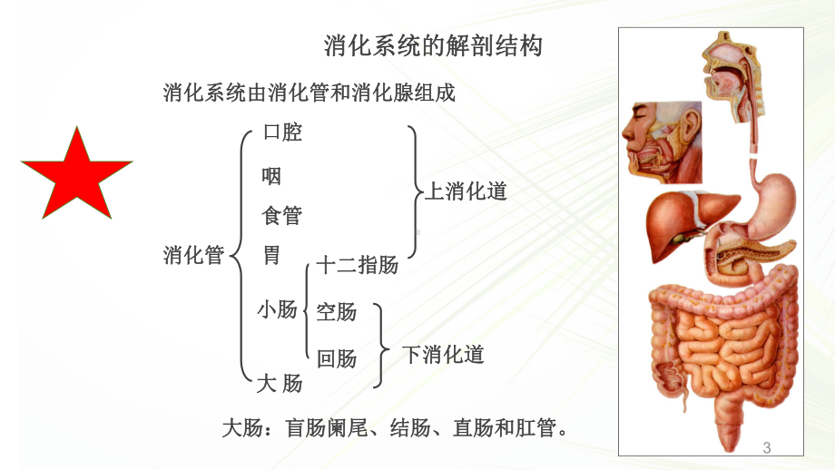 系统解剖学之消化系统学习课件.ppt_第3页