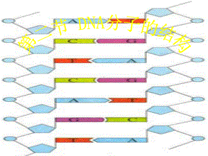 32-DNA分子的结构解析课件.ppt