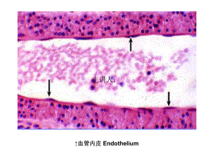 组织学与胚胎学图片考试课件.ppt