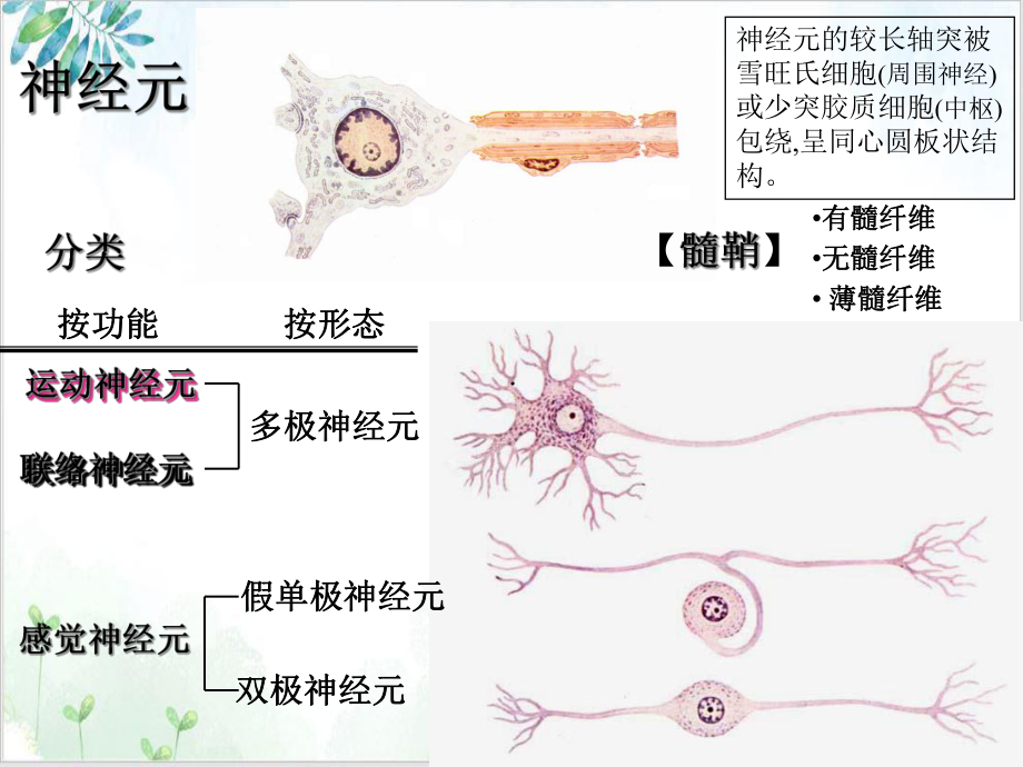 神经解剖之总论脊髓课件.ppt_第3页