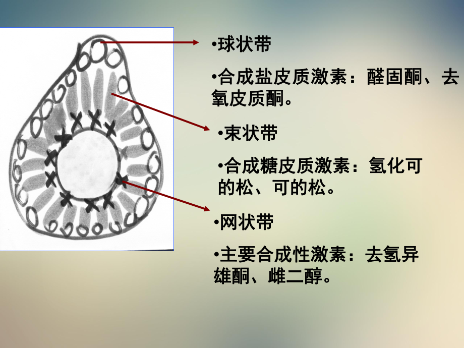 第二十八章肾上腺皮质激素类药课件.ppt_第3页