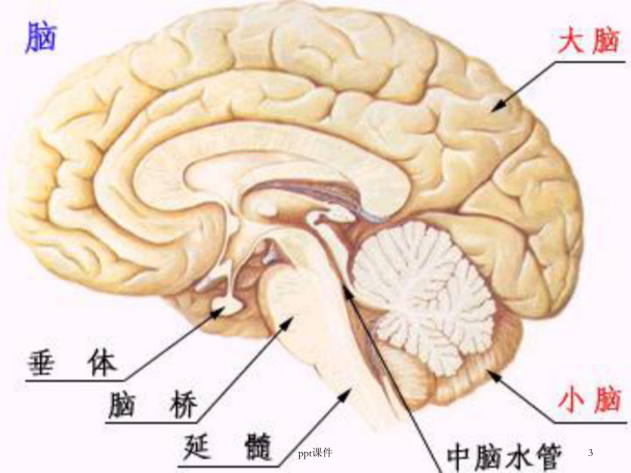 神经外科术后监护（神经外科）-课件.ppt_第3页