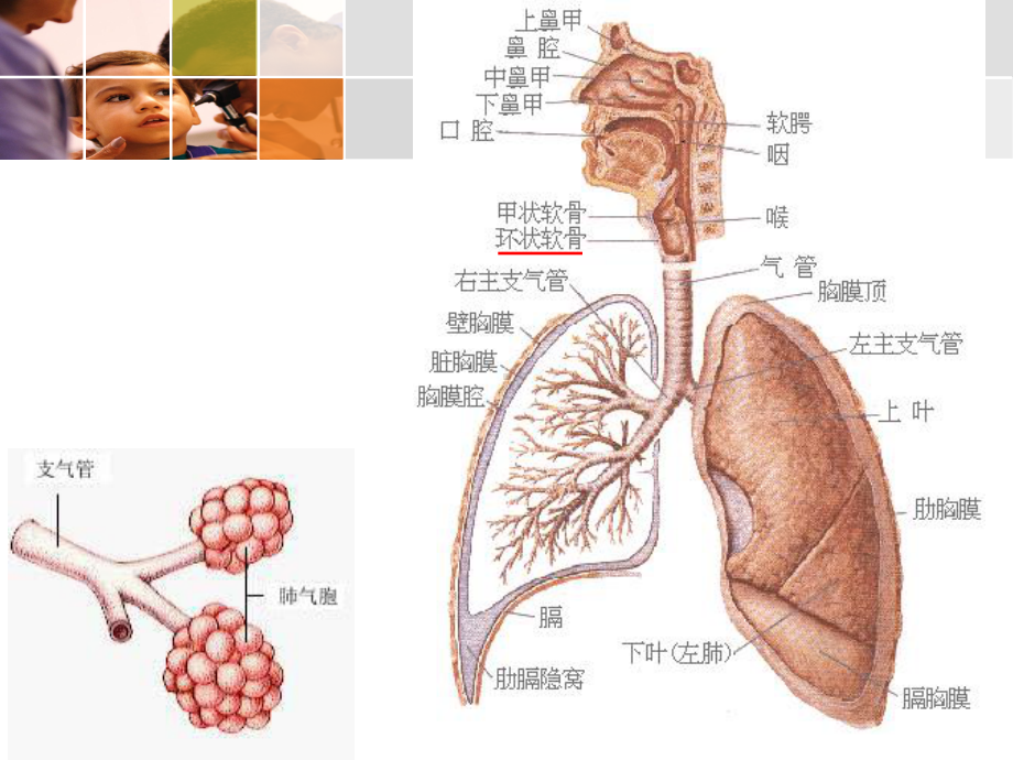 第八章-呼吸系统疾病患儿的护理课件.pptx_第2页