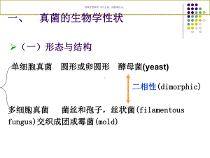 真菌主题医学知识课件.ppt