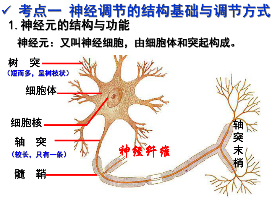 第28讲通过神经系统的调节(一轮复习)解析课件.ppt_第2页