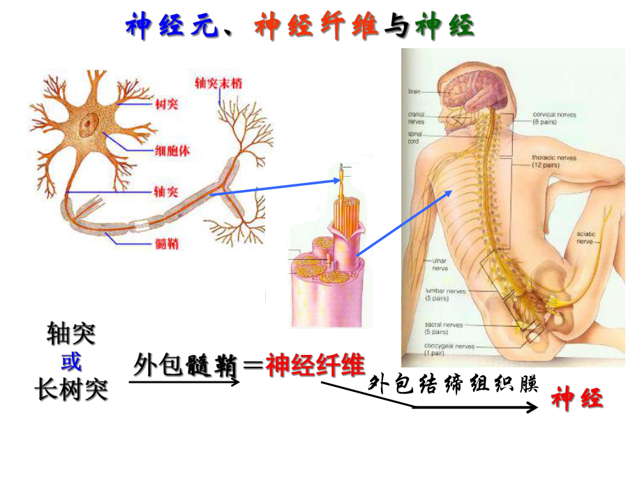 第28讲通过神经系统的调节(一轮复习)解析课件.ppt_第3页