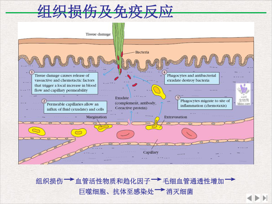 神经免疫调节课件完整版.pptx_第1页