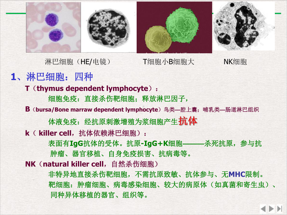 神经免疫调节课件完整版.pptx_第3页