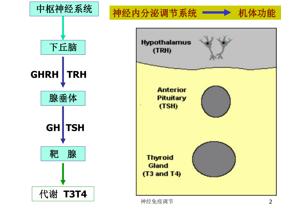 神经免疫调节课件.ppt_第2页