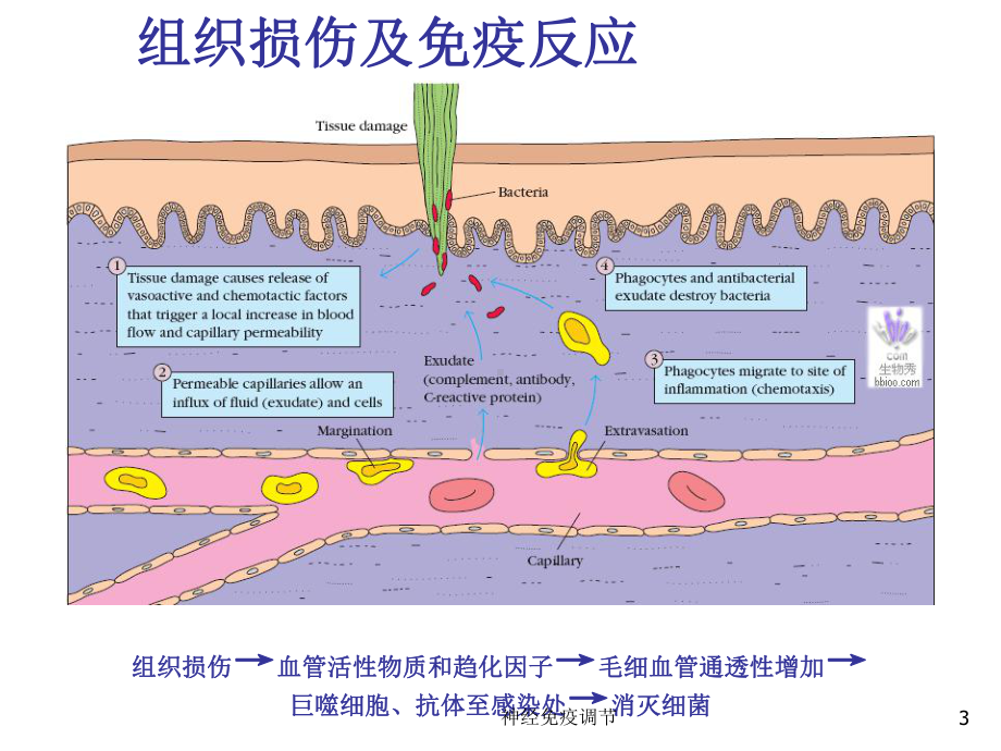 神经免疫调节课件.ppt_第3页