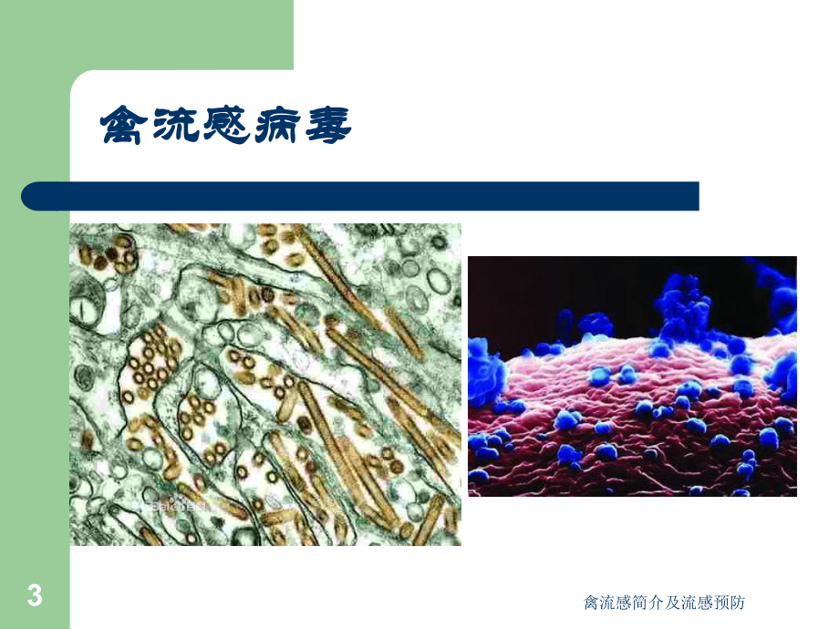 禽流感简介及流感预防课件.ppt_第3页