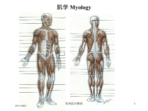 肌肉医疗解剖培训课件.ppt