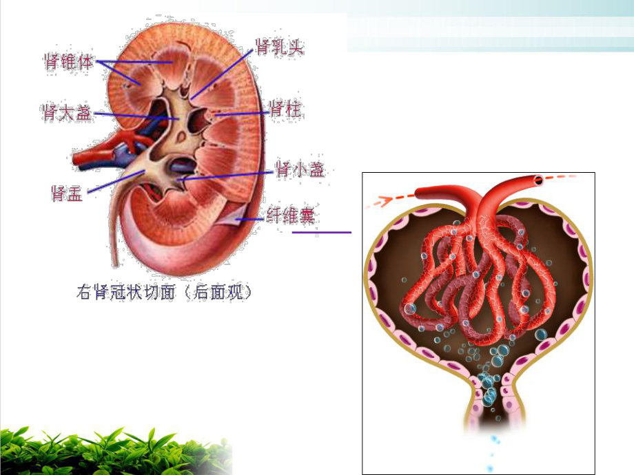 章肾功能不全的病理生理机制及临床意义课件-2.ppt_第3页