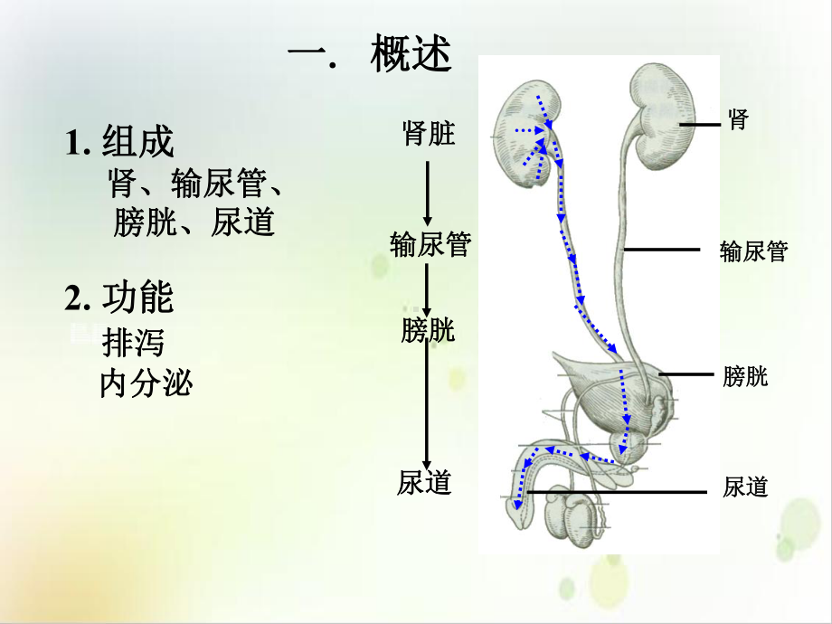 系统解剖学之泌尿系统培训讲义课件.ppt_第2页