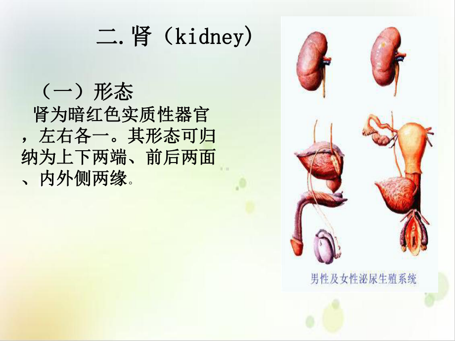 系统解剖学之泌尿系统培训讲义课件.ppt_第3页