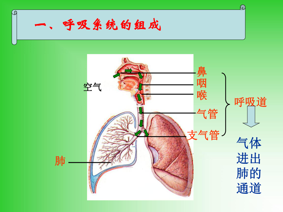 第一节-呼吸道对空气的处理--1讲义课件.ppt_第2页