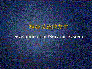 神经系统的发生教学课件.ppt