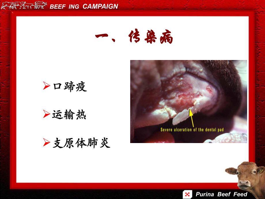 肉牛疾病的预防和治疗课件.pptx_第3页