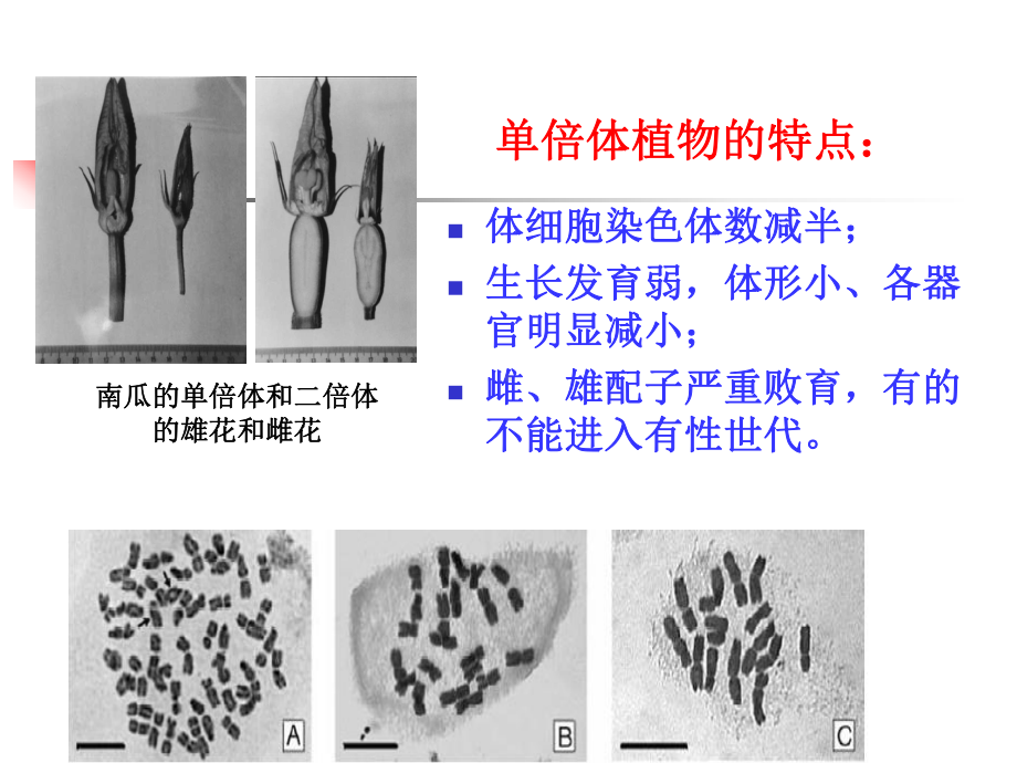 第7章-花药培养及单倍体育种课件.ppt_第3页