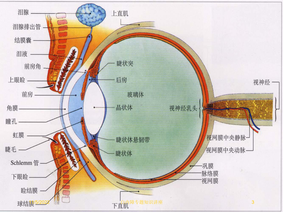 白内障专题知识讲座培训课件.ppt_第3页