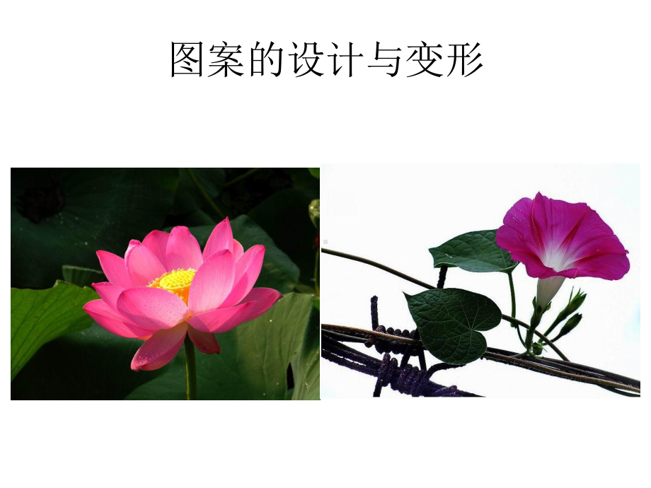 《美丽的花》课件.ppt_第3页